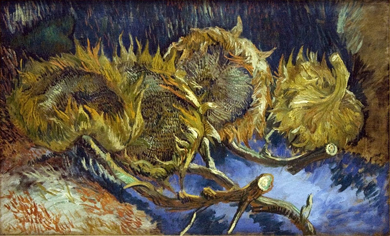 Four Cut Sunflowers